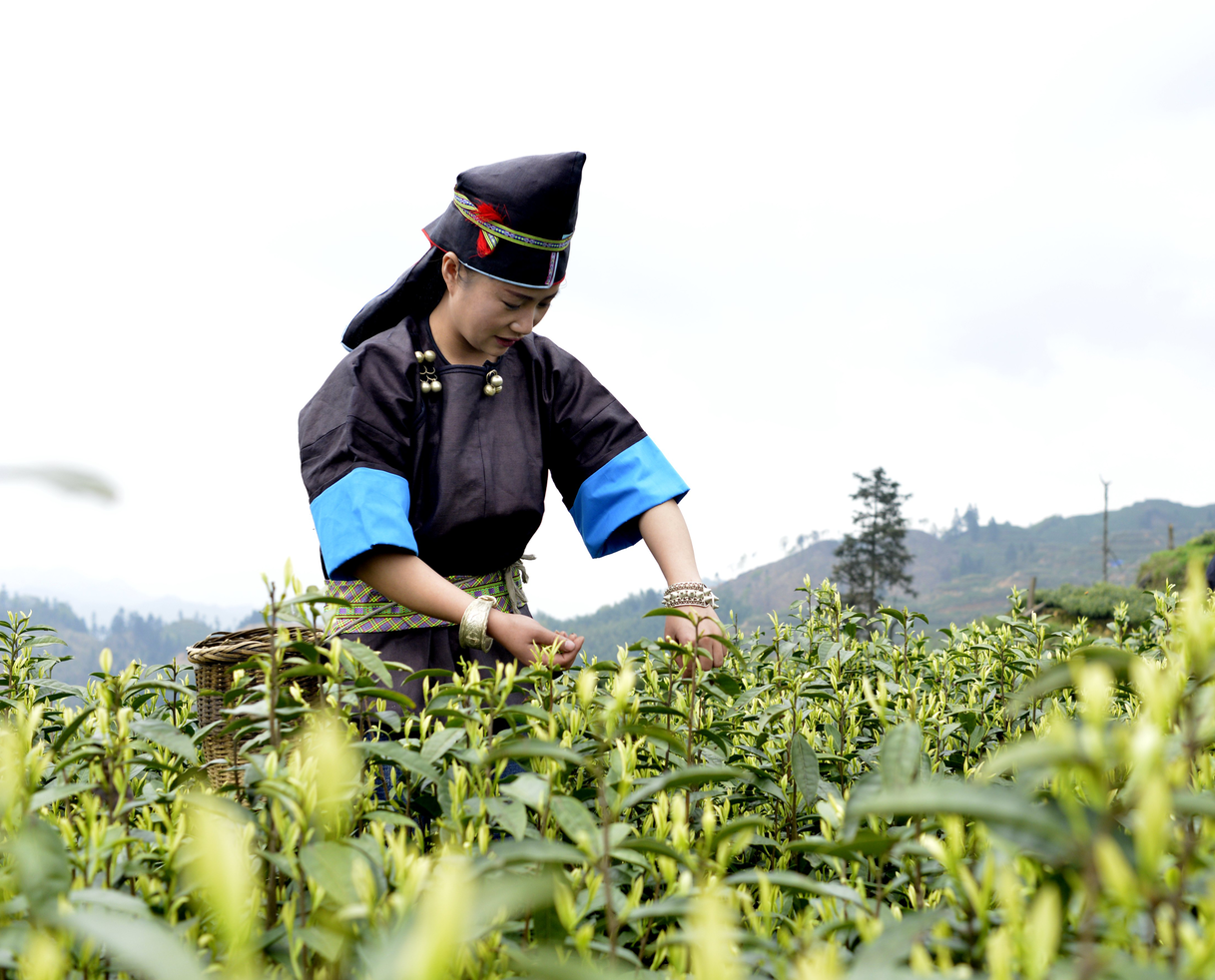 榕江：青白佳人龙明美  苗乡筑梦十余载——记黔东南州第十五届人大代表龙明美