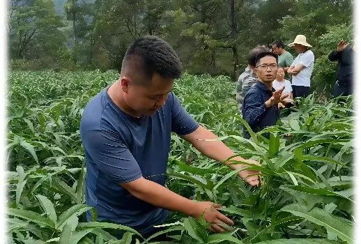 吴长霖：做美丽乡村耕耘者 让田园梦融入大湾区