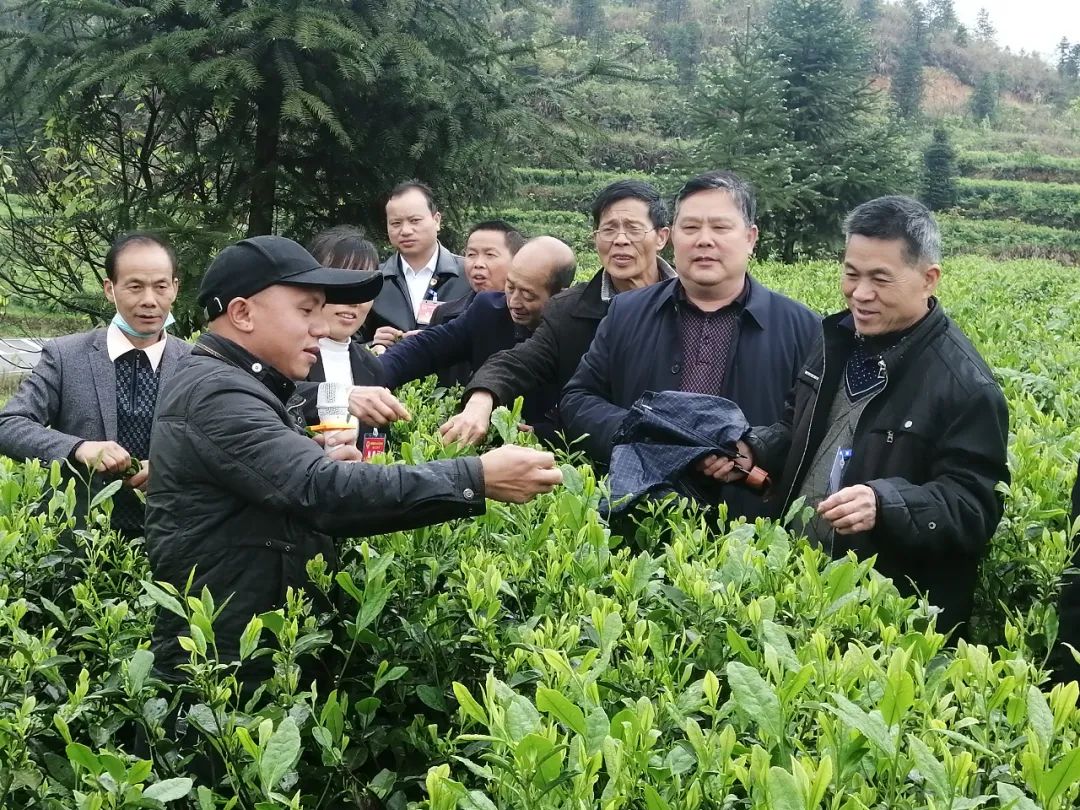 锦屏：“代表＋”为乡村振兴聚势赋能
